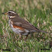 Redwing