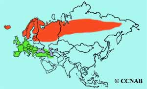 Redwing range map