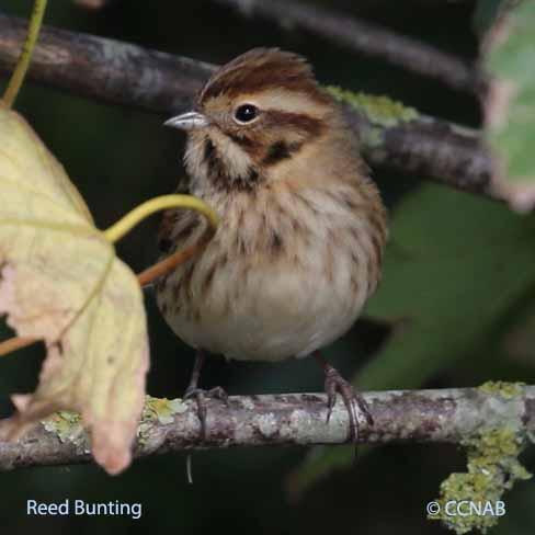 Reed Bunting