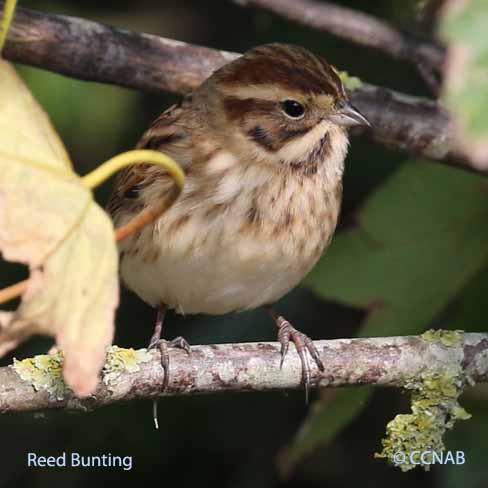 Reed Bunting