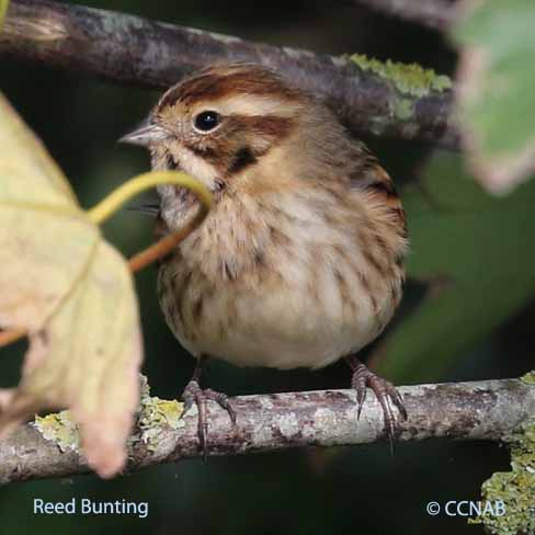 Reed Bunting