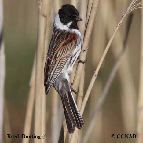 Reed Bunting