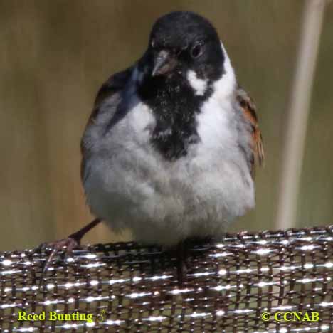 Reed Bunting