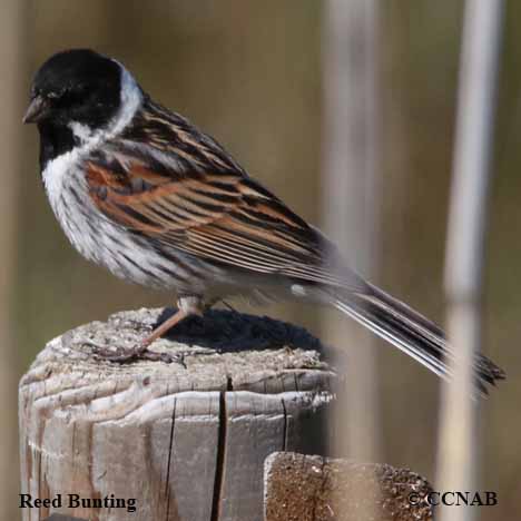 Birds of North America