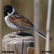 Reed Bunting range map