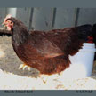 Rhode Island Red