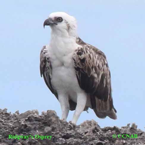 Birds of North America