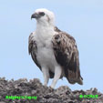 Osprey (Ridgway's) range map