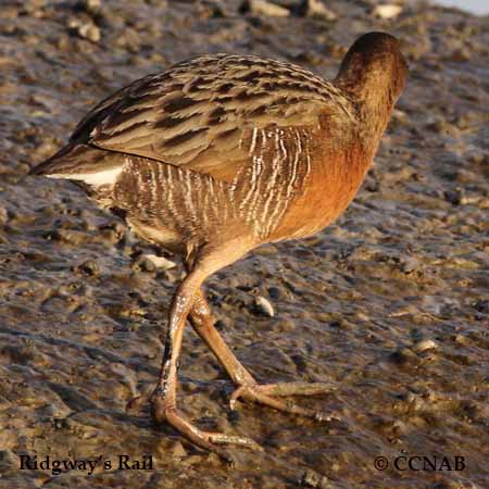 Ridgway's Rail