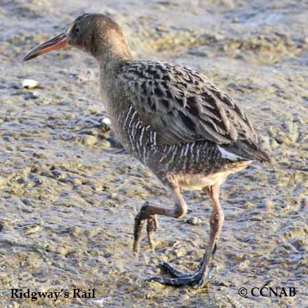 Ridgway's Rail