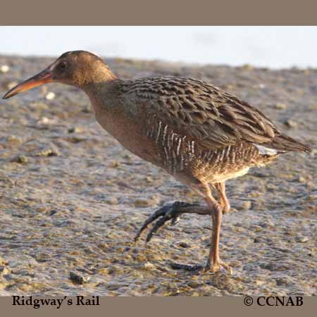 Ridgway's Rail