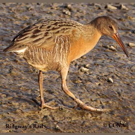 Ridgway's Rail