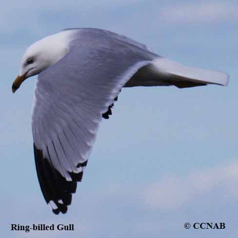 Ring-billed Gull