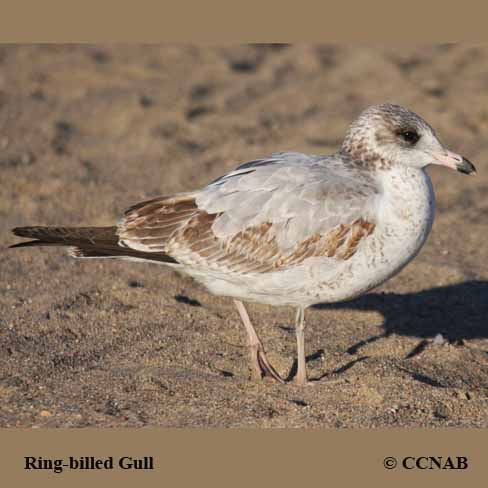 Ring-billed Gull