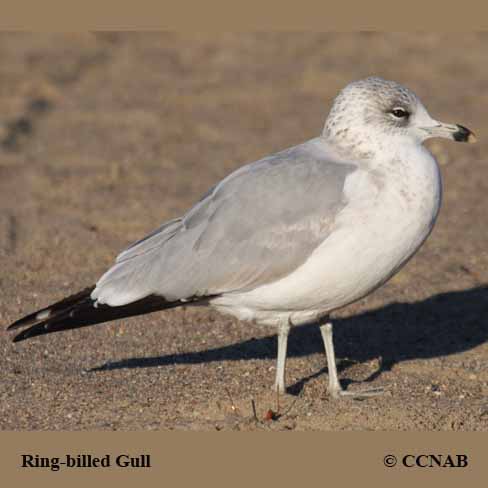 Birds of North America
