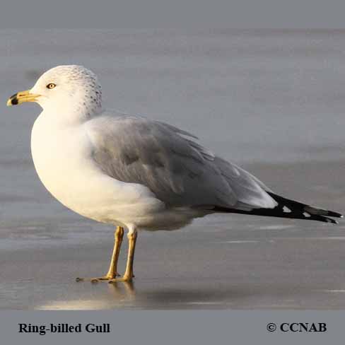 Ring-billed Gull