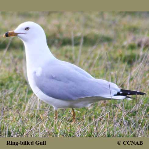Birds of North America