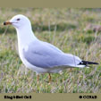 Ring-billed Gull range map