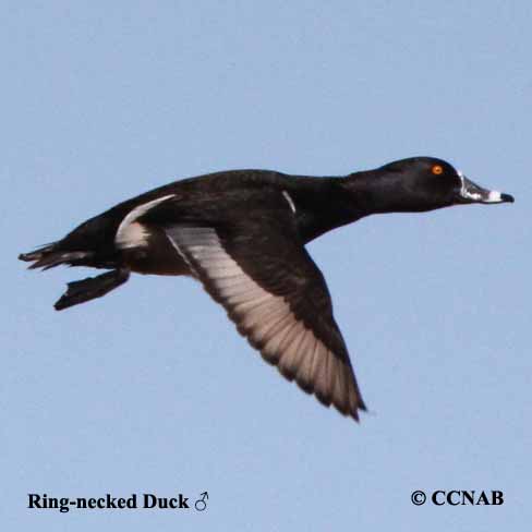 Ring-necked Duck