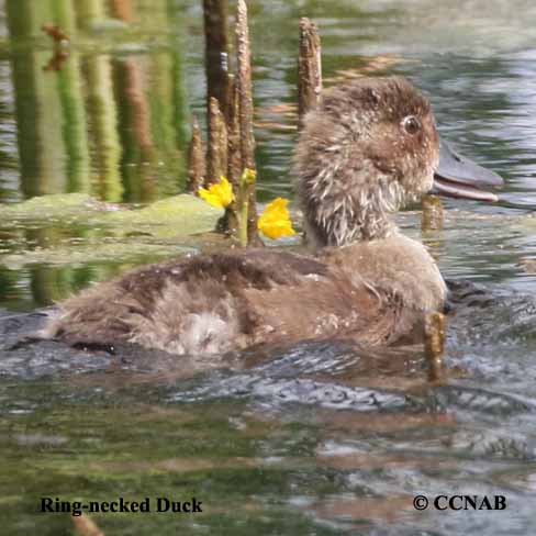 Ring-necked Duck