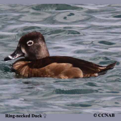 Ring-necked Duck