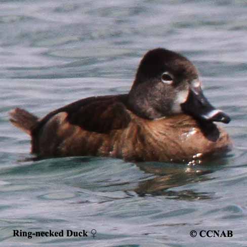 Ring-necked Duck