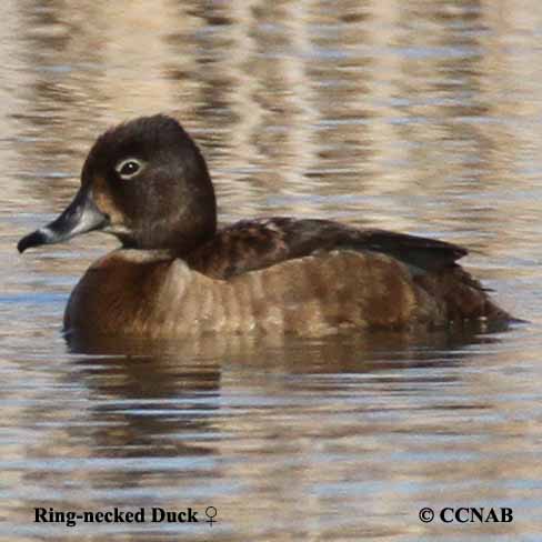 Ring-necked Duck