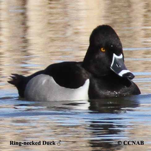 Ring-necked Duck