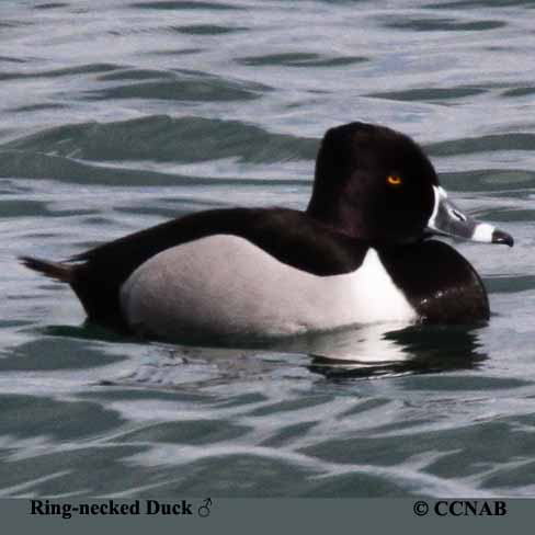 Ring-necked Duck