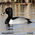 Ring-necked Duck range map