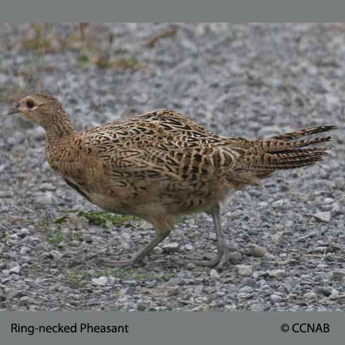 Ring-necked Pheasant