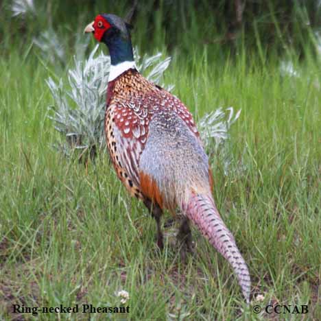 Ring-necked Pheasant