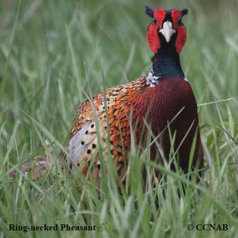 Birds of North America