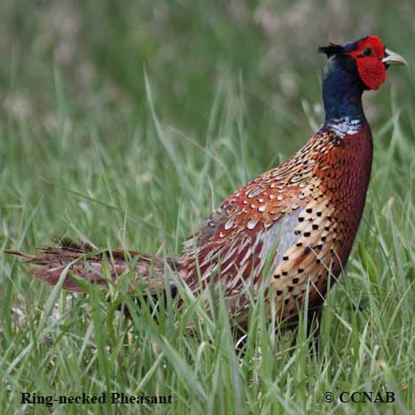 The first ring-necked pheasants introduced into the United States arrive at  Port Townsend on March 13, 1881. 