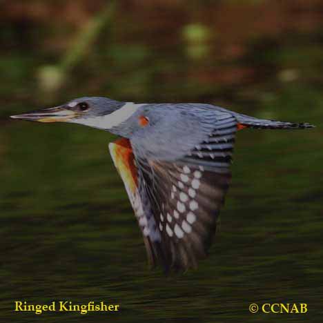 Ringed Kingfisher