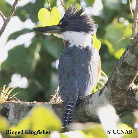 Ringed Kingfisher