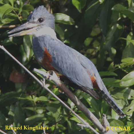 Ringed Kingfisher