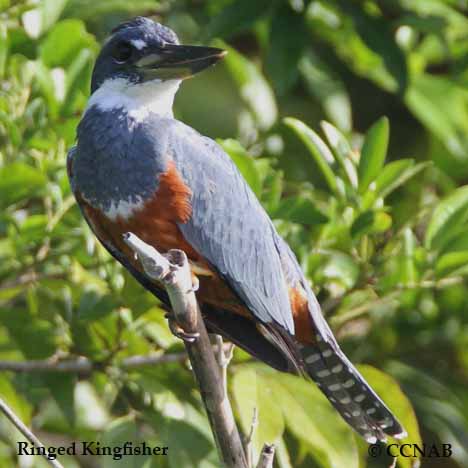 Ringed Kingfisher