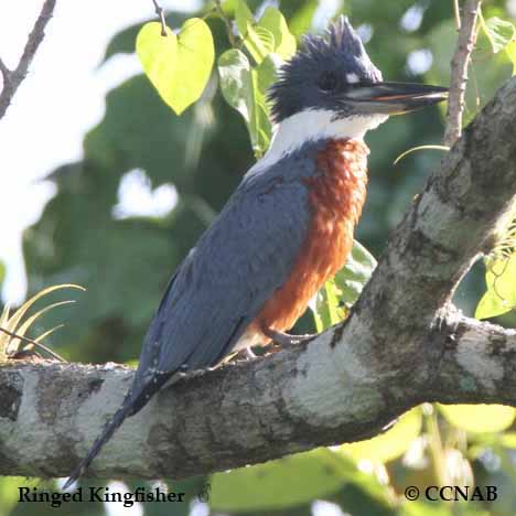 Birds of North America