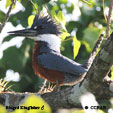 Ringed Kingfisher range map