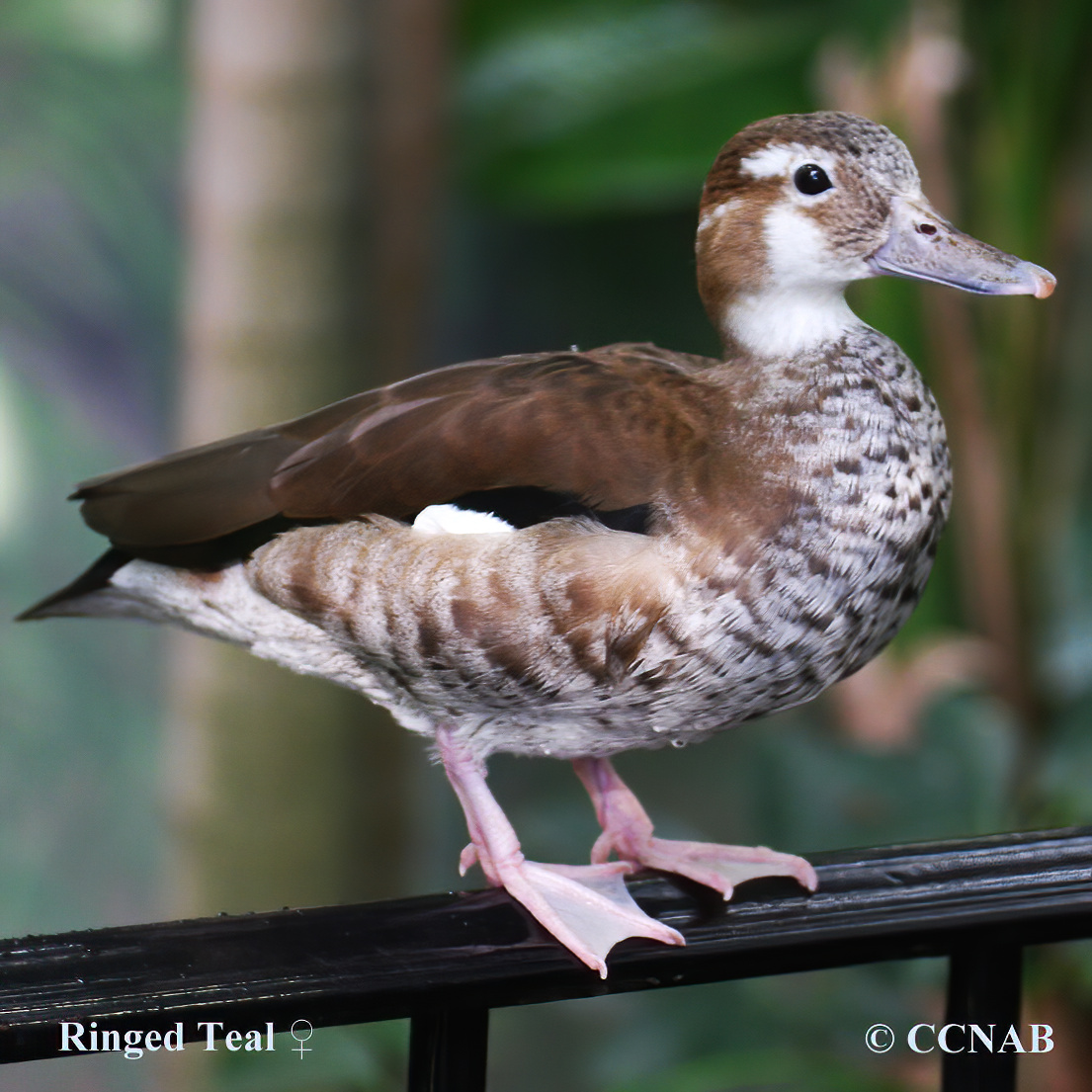 Ringed_Teal