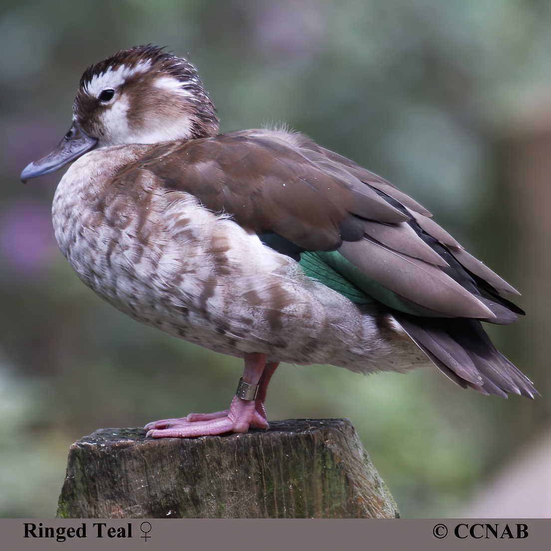 Ringed_Teal