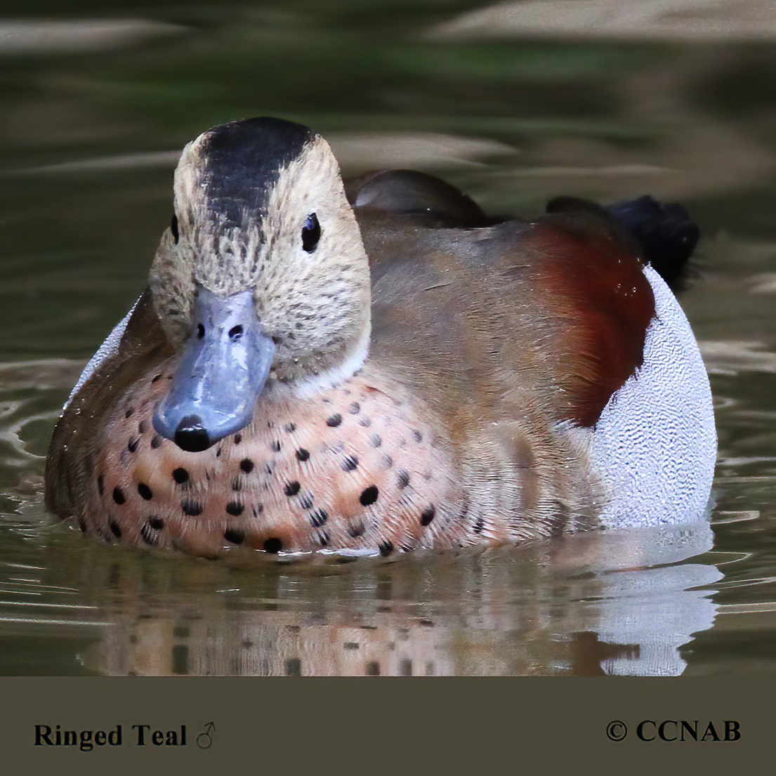 Ringed_Teal