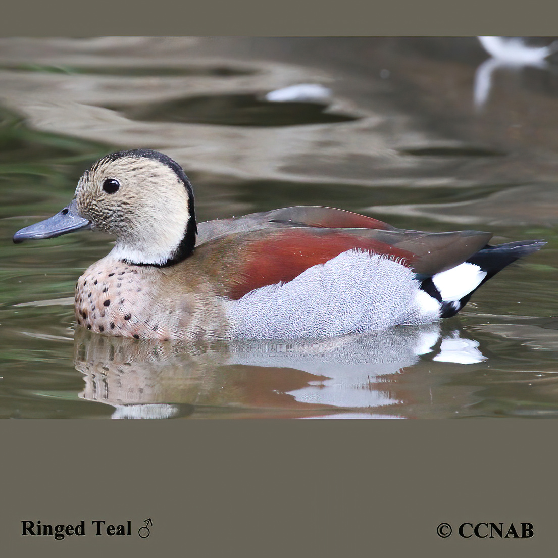 Ringed_Teal