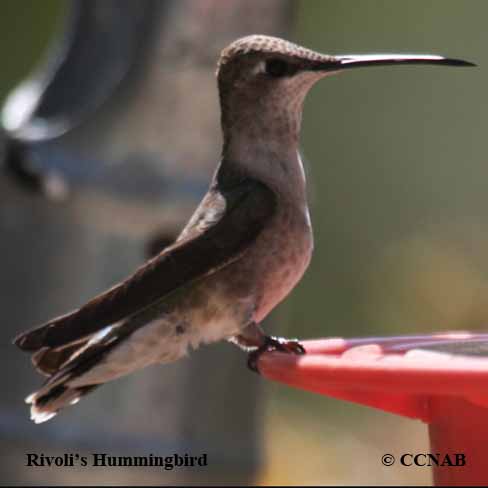 Rivoli's Hummingbird