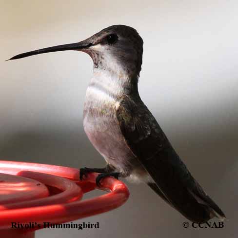 Rivoli's Hummingbird