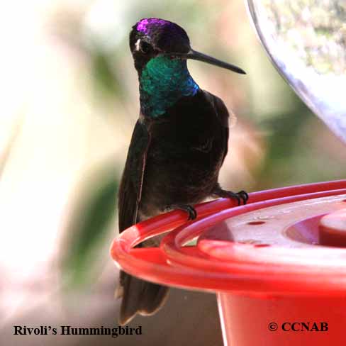 Rivoli's Hummingbird