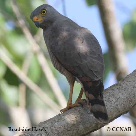 Roadside Hawk