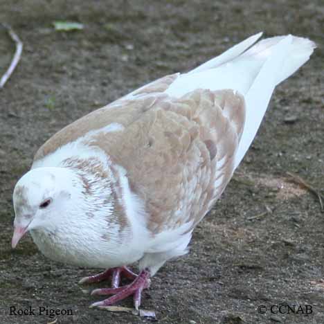 Rock Pigeon