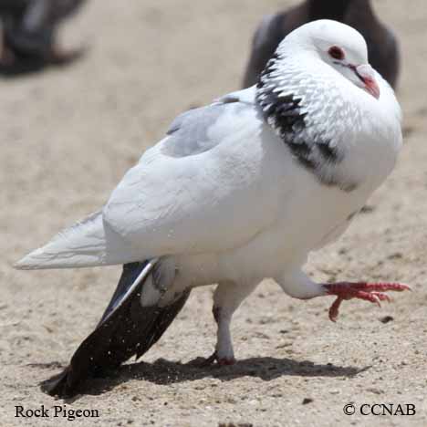 Rock Pigeon